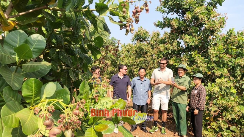 Triển vọng giống điều BP102