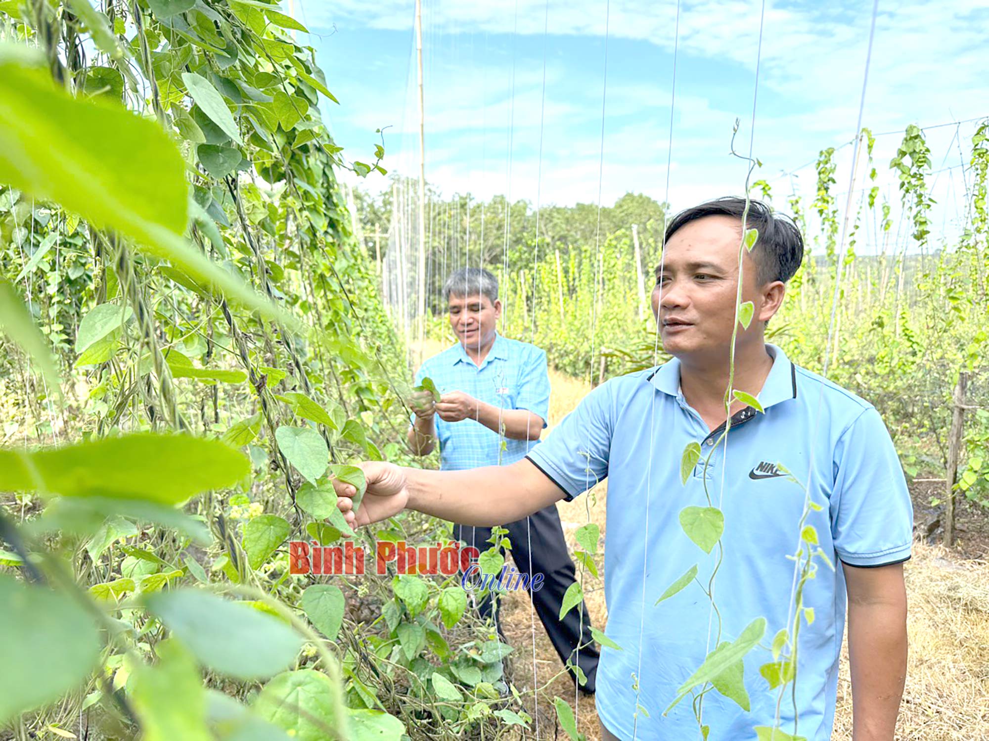 Triển vọng từ cây sương sâm Triển vọng từ cây sương sâm