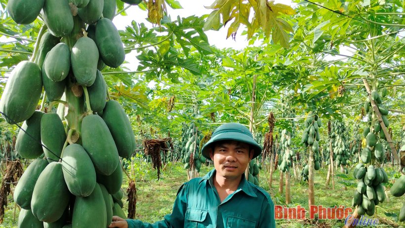 Triển vọng từ đu đủ ruột vàng Long An Triển vọng từ đu đủ ruột vàng Long An