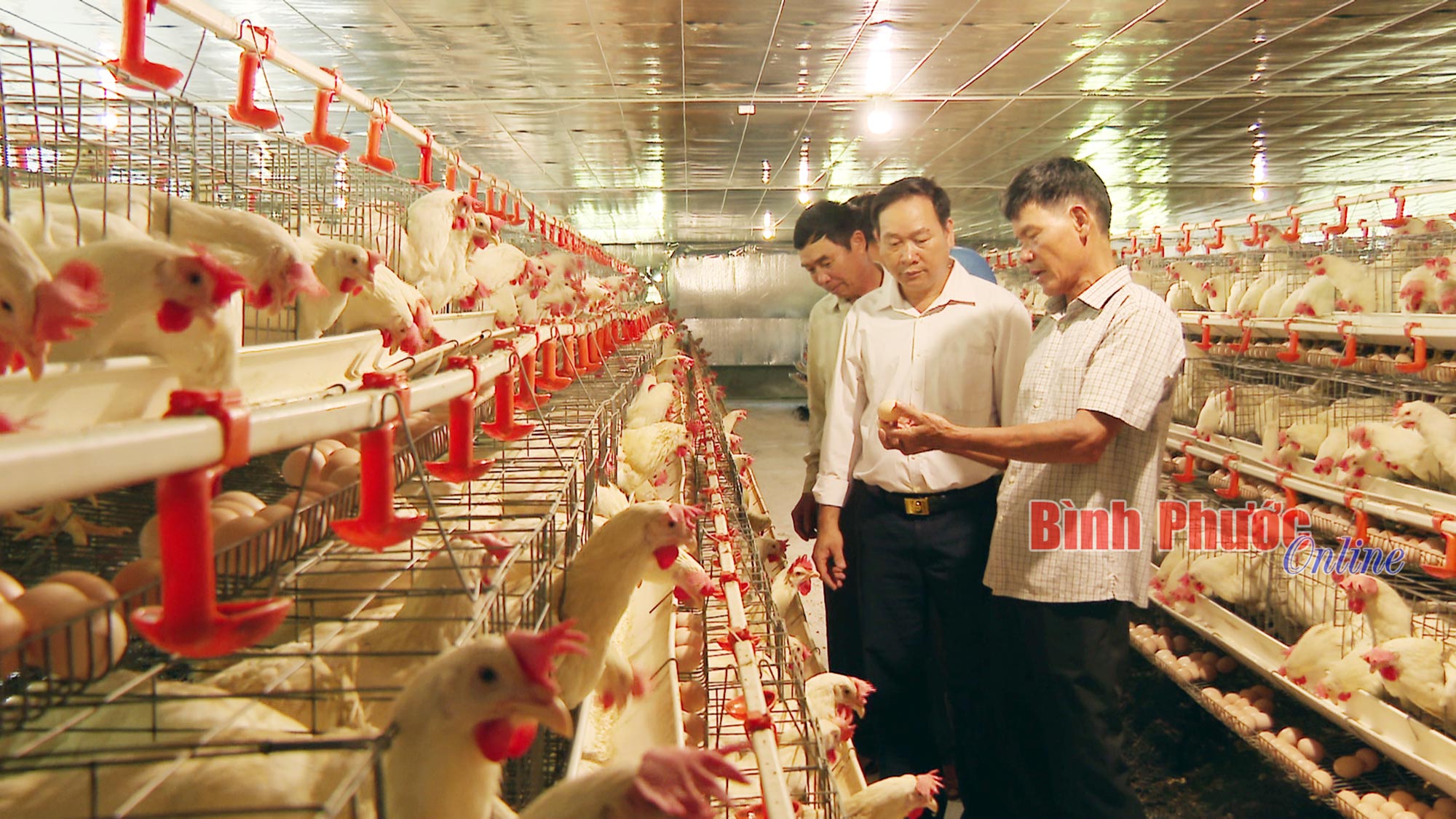 Triển vọng từ nuôi gà Ai Cập Triển vọng từ nuôi gà Ai Cập