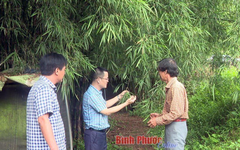 Triển vọng từ trà lá tre