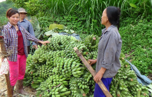 Thuốc thúc chín trái cây - đâu là sự thật?