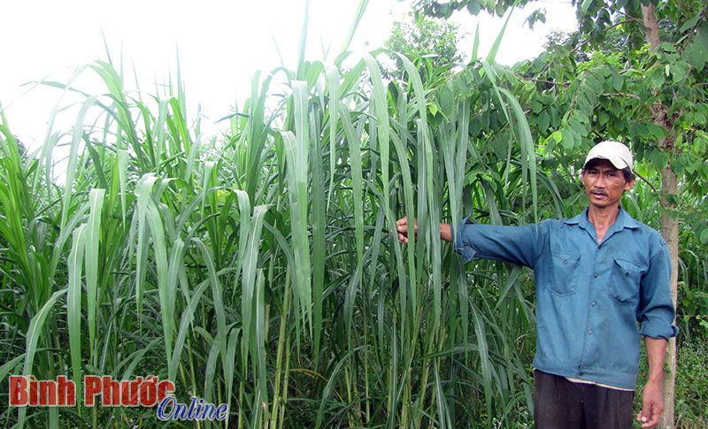 Trồng cỏ nuôi bò - tại sao không?
