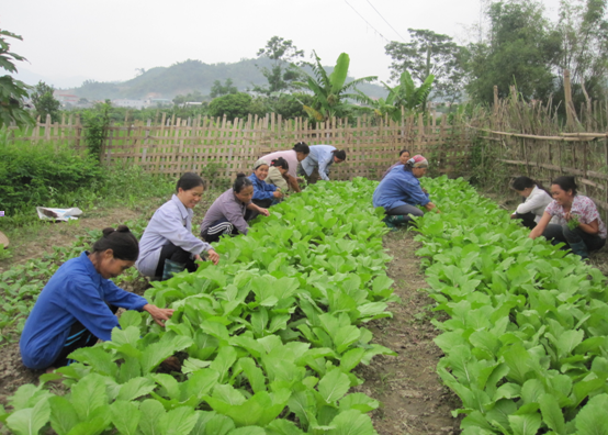 Tập huấn trồng rau an toàn cho hội viên phụ nữ