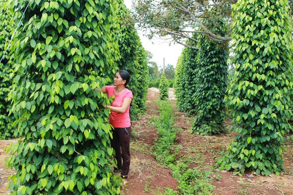 Thành lập HTX sản xuất tiêu sạch bền vững Hưng Phước Thành lập HTX sản xuất tiêu sạch bền vững Hưng Phước