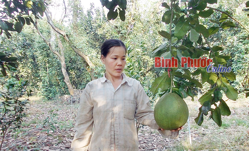 trongbuoi.jpg