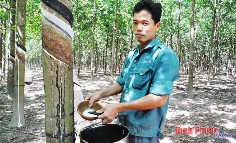 Mong được gắn bó với cây cao su