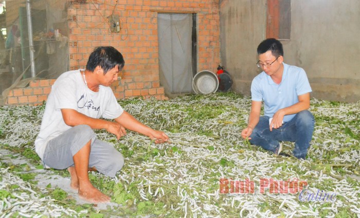 Ðăng Hà với triển vọng trồng dâu nuôi tằm Ðăng Hà với triển vọng trồng dâu nuôi tằm
