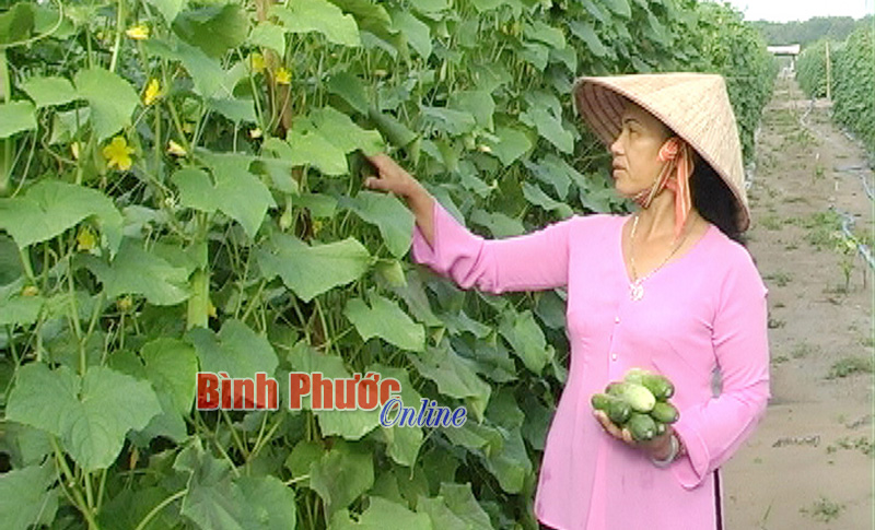 Làm giàu từ trồng dưa leo xen canh Làm giàu từ trồng dưa leo xen canh