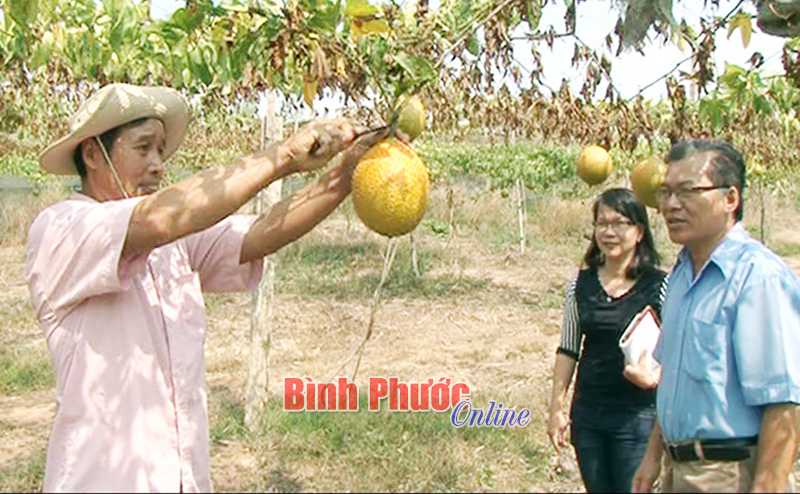 Trồng gấc ở Lộc Hiệp bước đầu cho hiệu quả Trồng gấc ở Lộc Hiệp bước đầu cho hiệu quả