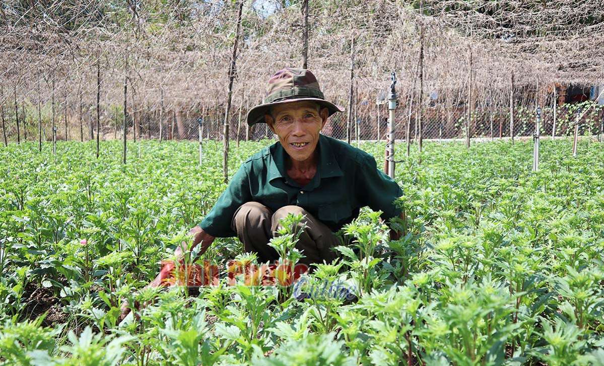 Tăng thu nhập từ trồng hoa tết
