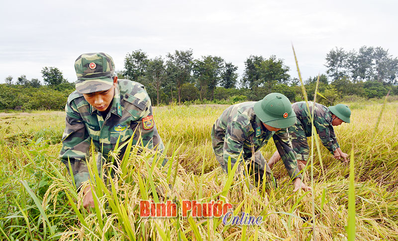 Đồn biên phòng Chiu Riu thực hiện mô hình lúa nước giúp dân