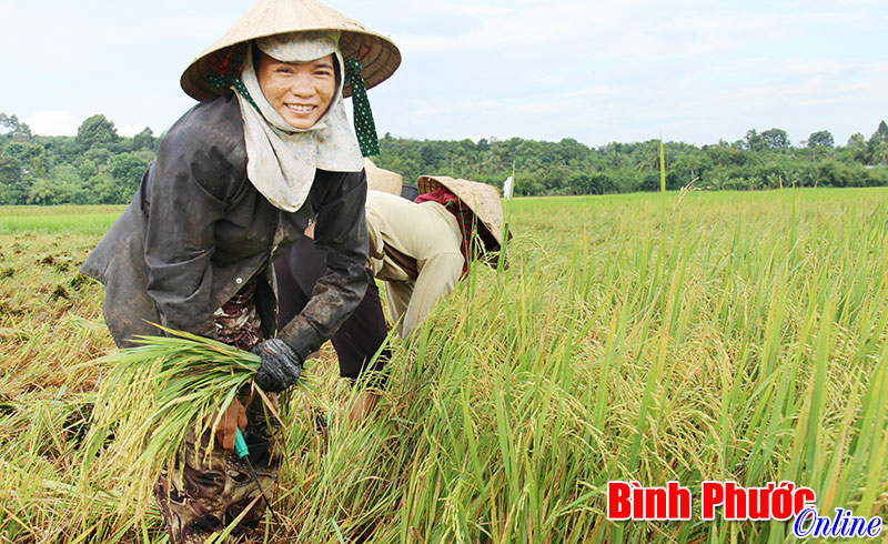 Đồng bào dân tộc thiểu số xã Phước An đổi đời từ cây lúa