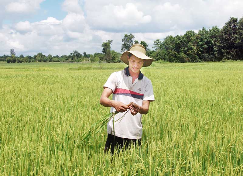 Người trồng lúa chờ được hỗ trợ