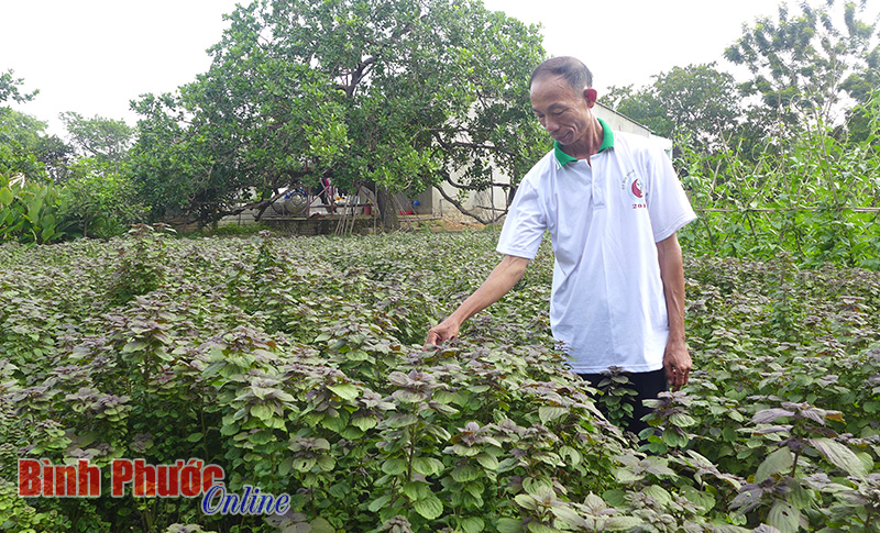 Trồng rau gia vị - ít vốn, đỡ tốn công