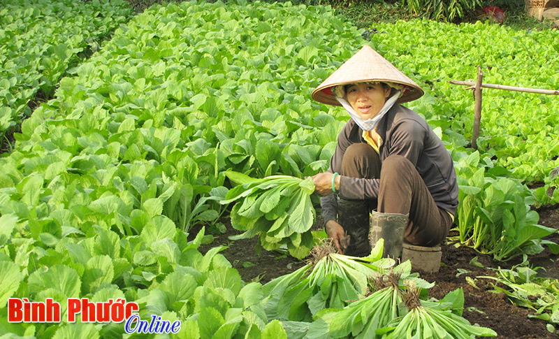 Tìm lối đi cho rau sạch Tìm lối đi cho rau sạch