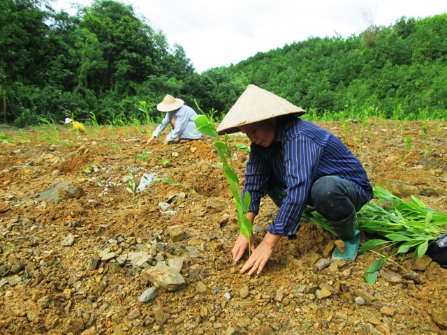 Phát triển lâm nghiệp theo hướng xã hội hóa