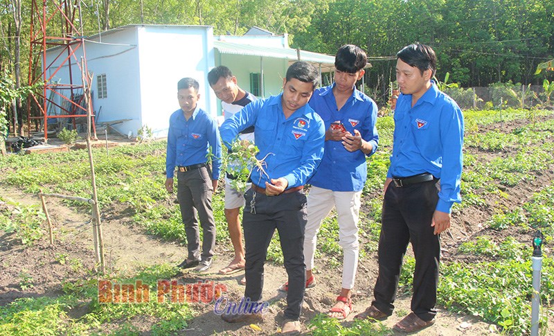 Trồng sâm Bố chính - hướng đi mới cho thanh niên lập nghiệp
