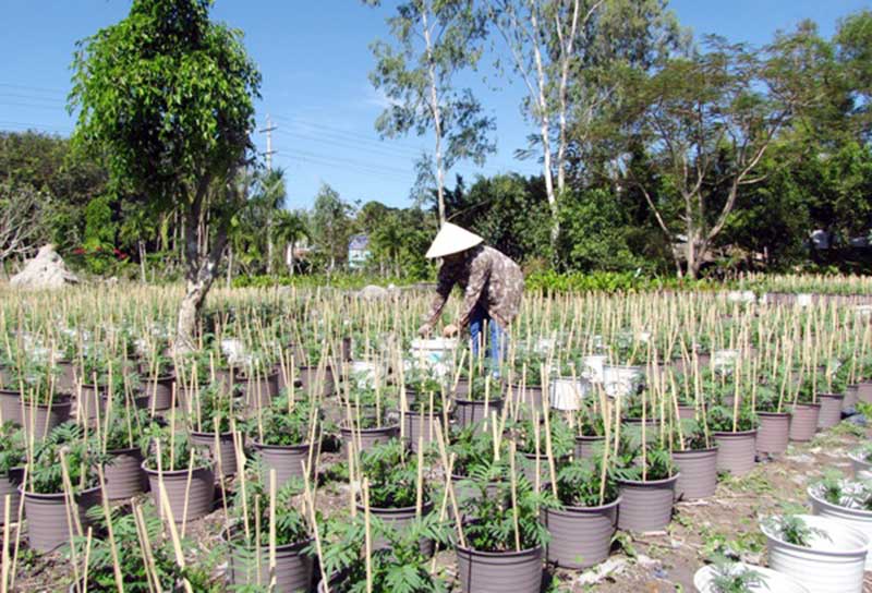Tiêu chí xác định vùng sản xuất trồng trọt tập trung
