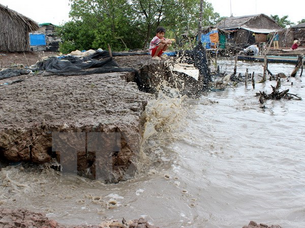 Hơn 40km bờ biển của tỉnh Cà Mau bị sạt lở nghiêm trọng