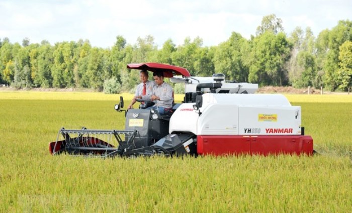 EVFTA mở “cánh cửa lớn” cho gạo Việt Nam sang thị trường EU