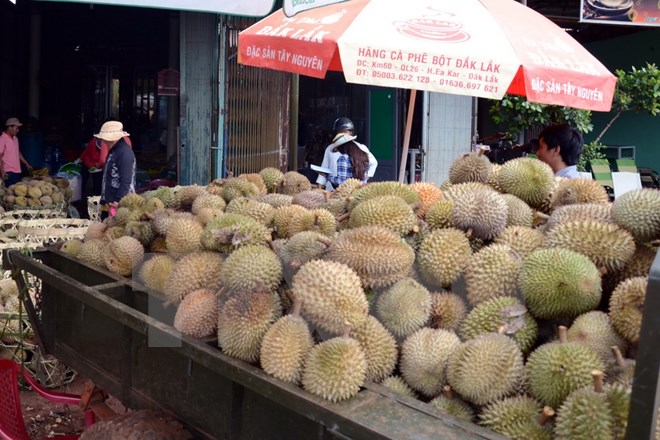 ttxvn_23092015sau_rieng.jpg