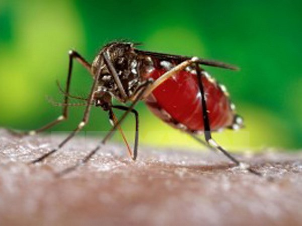 ttxvn_zika160628.jpg