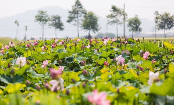 Ao Sen - điểm nhấn văn hóa du lịch trên quê hương của Người