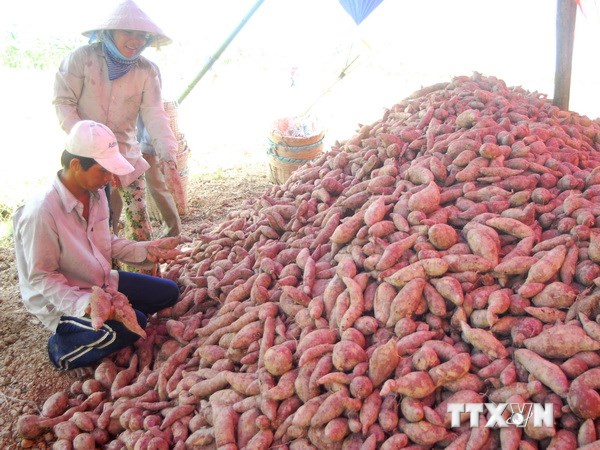 Khoai lang tím Nhật hạ giá khiến người trồng bị lỗ nặng
