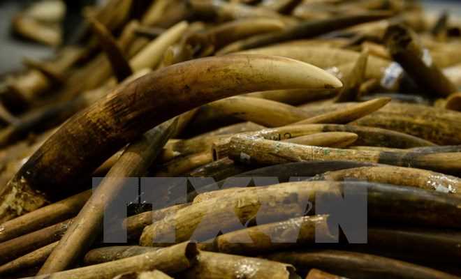 Lệnh cấm buôn bán ngà voi của Trung Quốc chính thức có hiệu lực
