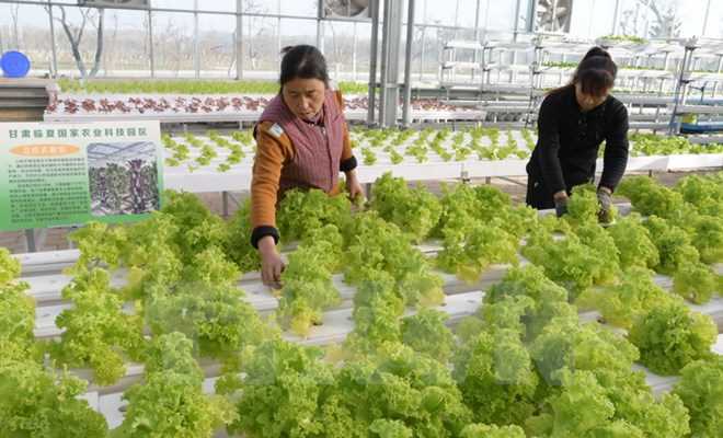 Ăn nhiều rau xanh giúp ngăn chặn chứng mất trí nhớ ở tuổi già