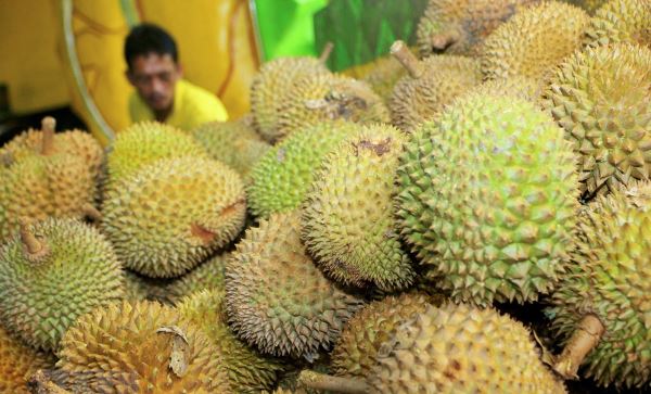 Mít và sầu riêng sẽ trở thành nguồn điện sạch trong tương lai Mít và sầu riêng sẽ trở thành nguồn điện sạch trong tương lai