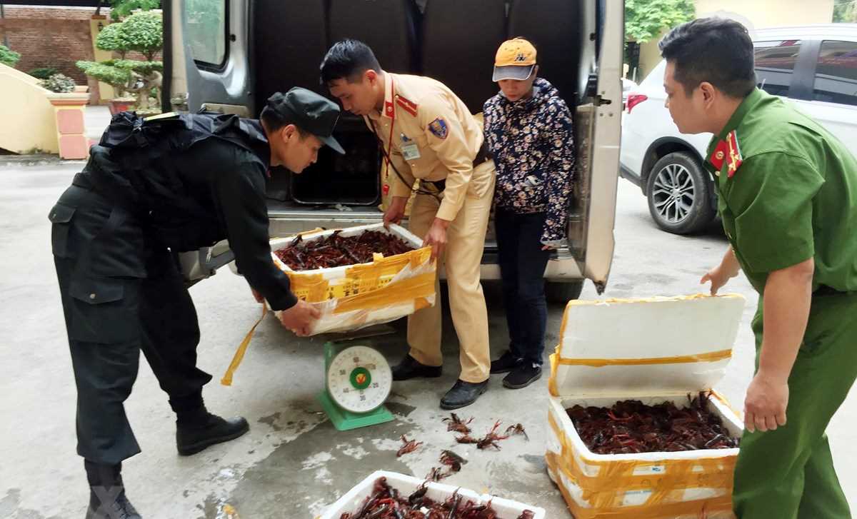Kiểm tra phản ánh tôm hùm đất được bày bán số lượng lớn Kiểm tra phản ánh tôm hùm đất được bày bán số lượng lớn