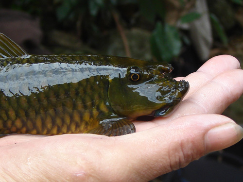 tuctangqua6.jpg
