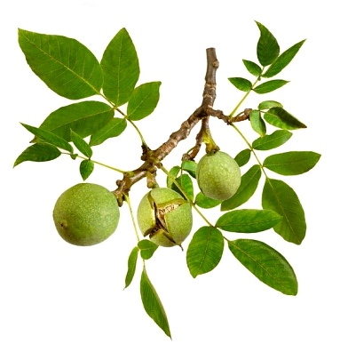 tuctangqua9.jpg