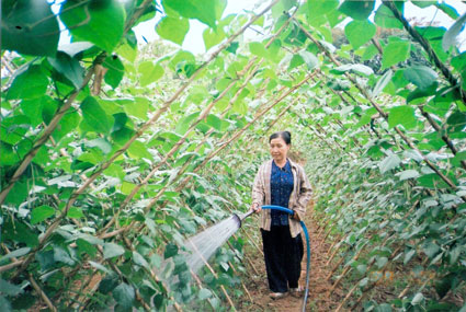 Thêm đòn bẩy để phát triển nông nghiệp và nông thôn Thêm đòn bẩy để phát triển nông nghiệp và nông thôn