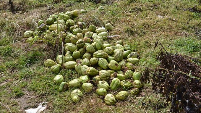 tuyettan3.jpg