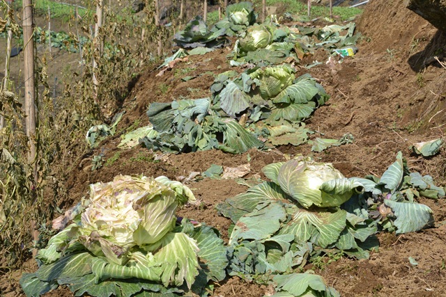 tuyettan6.jpg