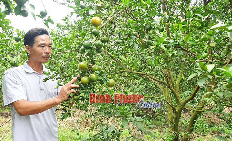 Tỷ phú quýt đường ở Lộc Hưng Tỷ phú quýt đường ở Lộc Hưng