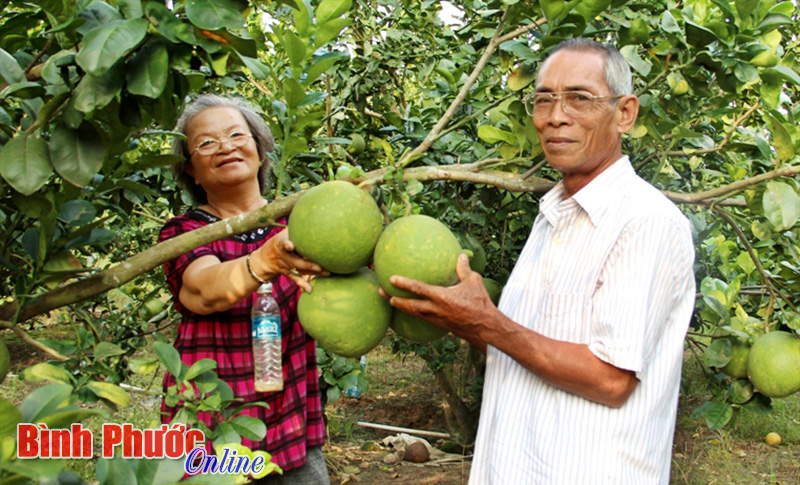 typhucayantrai.jpg