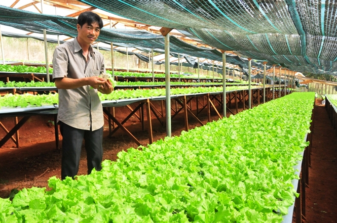 Chật vật tìm chỗ đứng cho rau an toàn