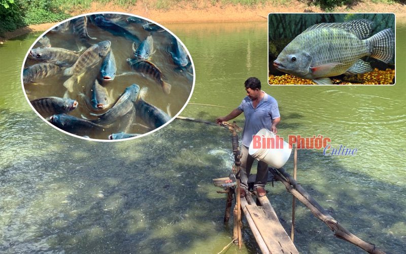 Ứng dụng công nghệ sản xuất cá rô phi đơn tính