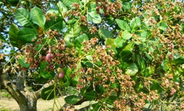 Vì sao chậm hỗ trợ nông dân trồng điều?