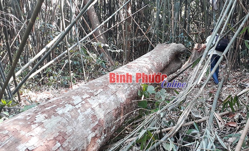 Ươi rừng “kêu cứu” Ươi rừng “kêu cứu”
