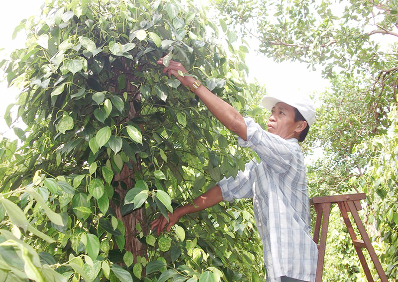 Làm giàu từ mô hình vườn - ao - chuồng