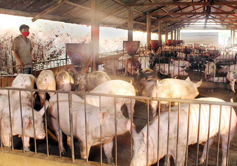 Vẫn có thể làm giàu từ nuôi heo Vẫn có thể làm giàu từ nuôi heo