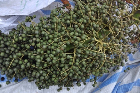 Xôn xao cây "lạ" cho hàng vạn quả Xôn xao cây "lạ" cho hàng vạn quả