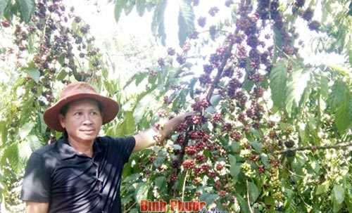 Tăng lợi nhuận từ trồng xen canh Tăng lợi nhuận từ trồng xen canh