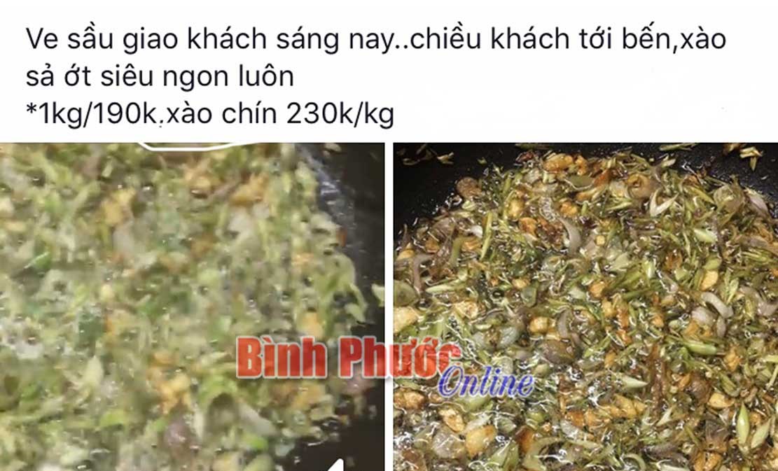 Sử dụng ve sầu non làm thực phẩm: Hiểm họa khôn lường