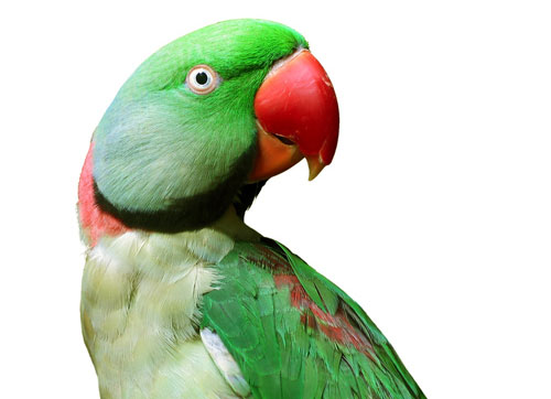 Con vẹt 'phản chủ' Con vẹt 'phản chủ'